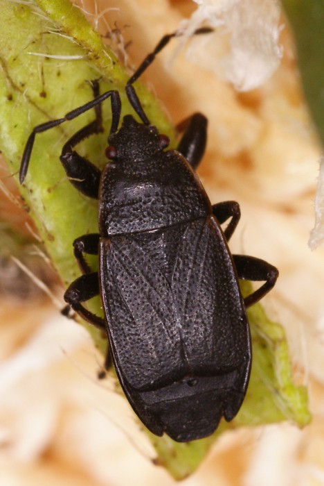 Pyrrhocoridae: Pyrrhocoris marginatus della Turchia